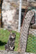 20091019_151206 Gatto.jpg